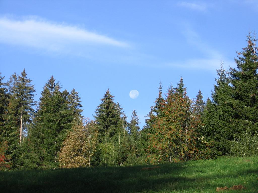 Schwarzwald-Chalet Feldberg Feldberg  Eksteriør bilde